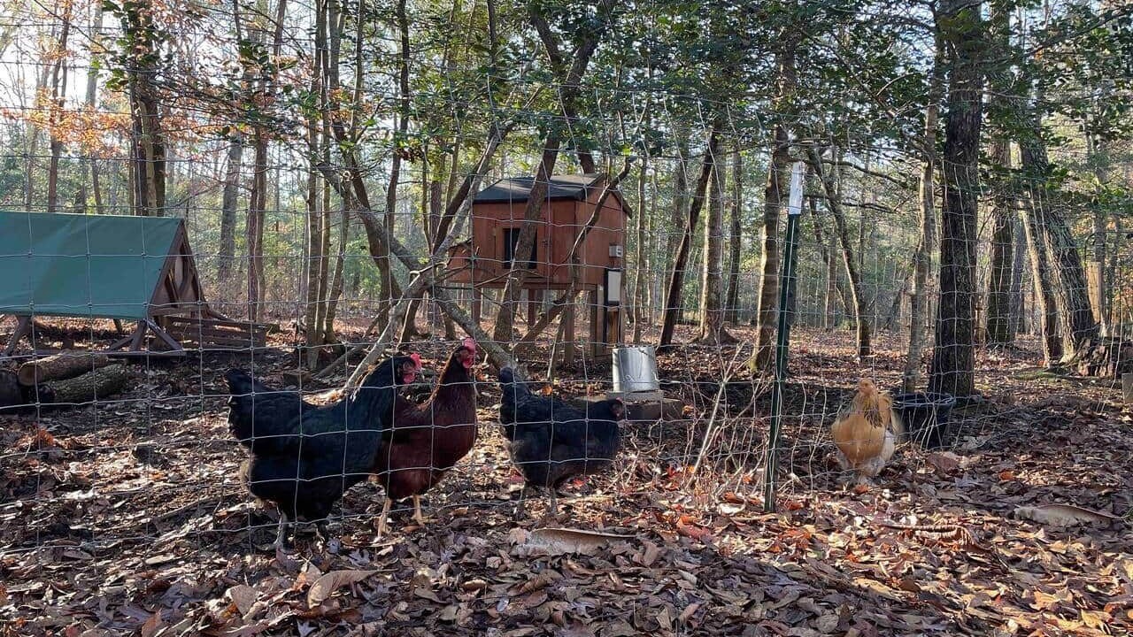 Photo of Others in Apex