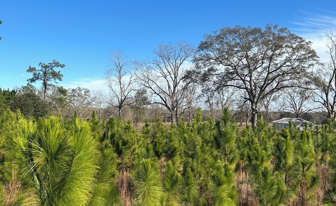 Photo of Others in Appling County