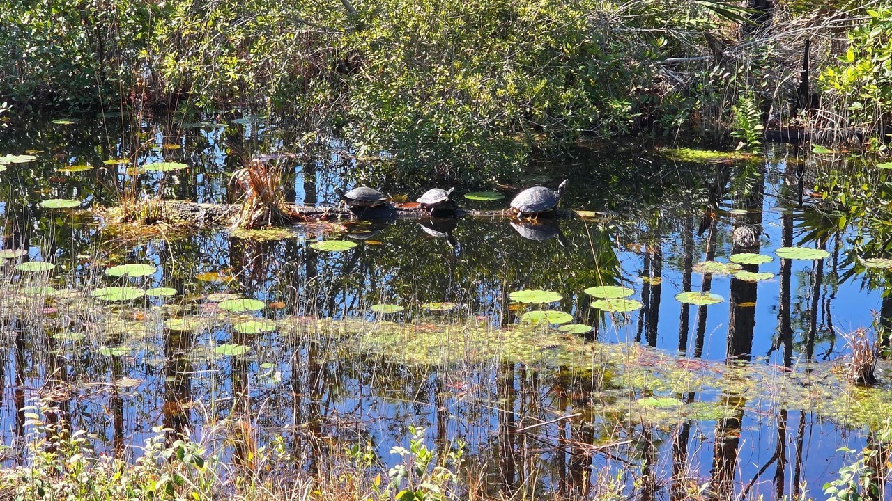 Photo of Outdoor in Folkston