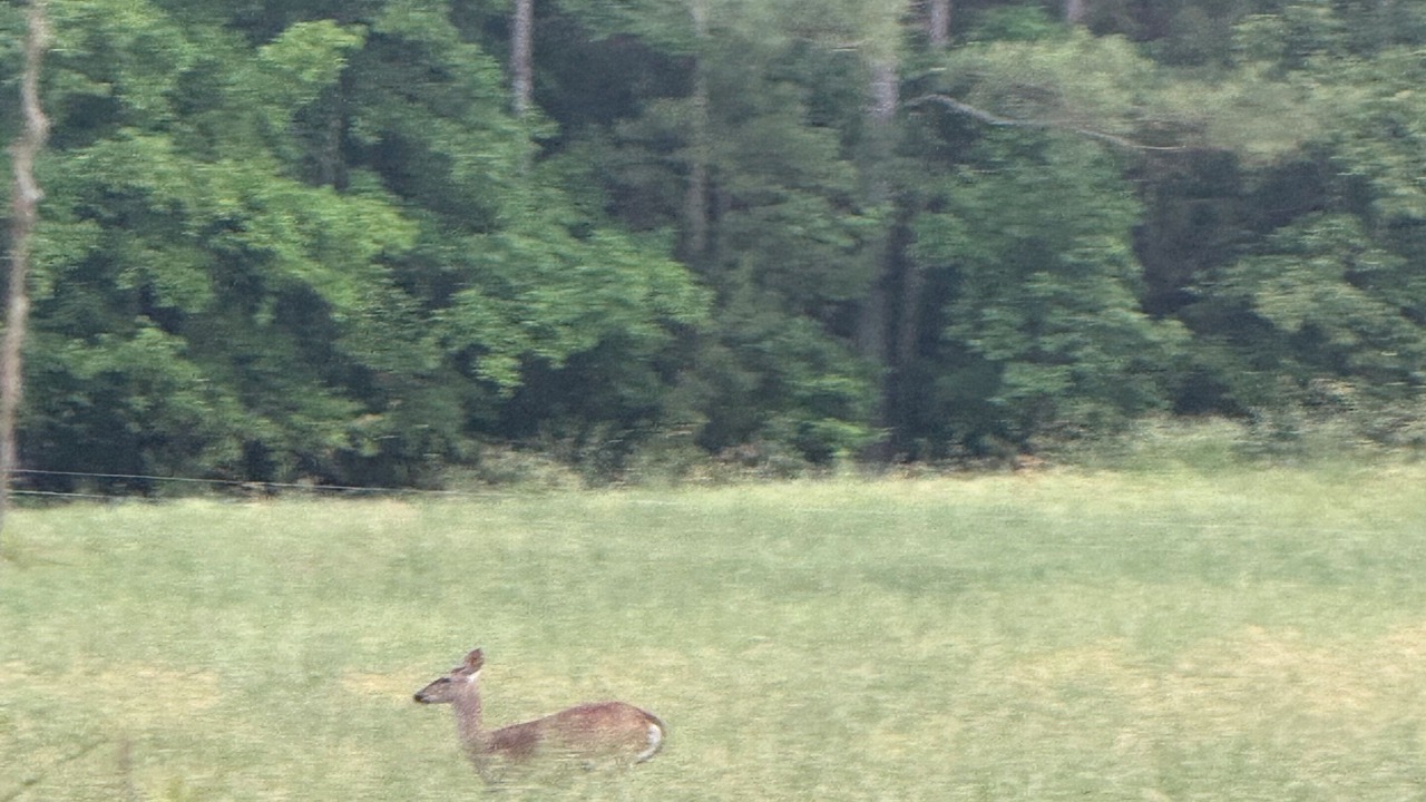 Photo of Others in Abbeville