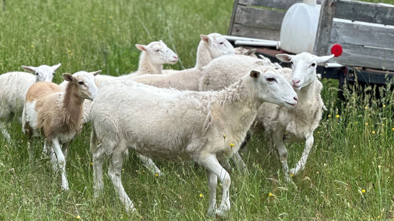 Photo of Others in Abbeville