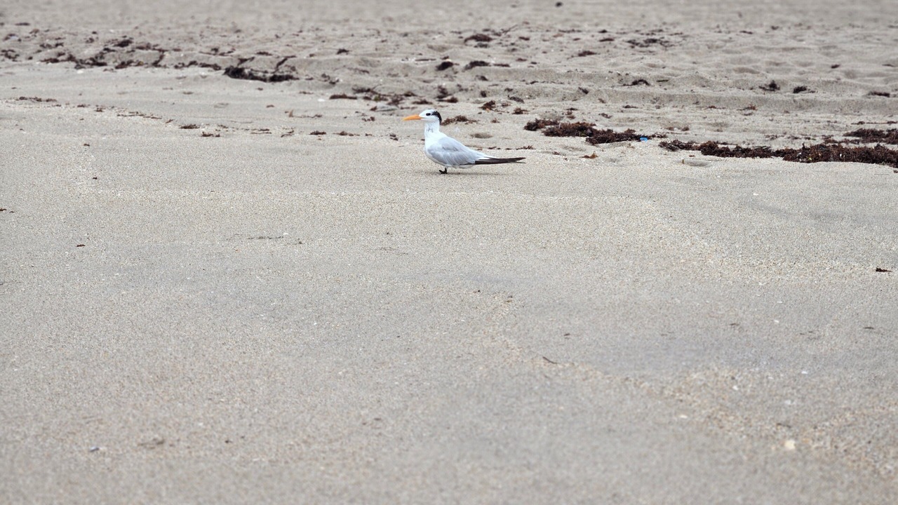 Photo of Others in Tropic Palms