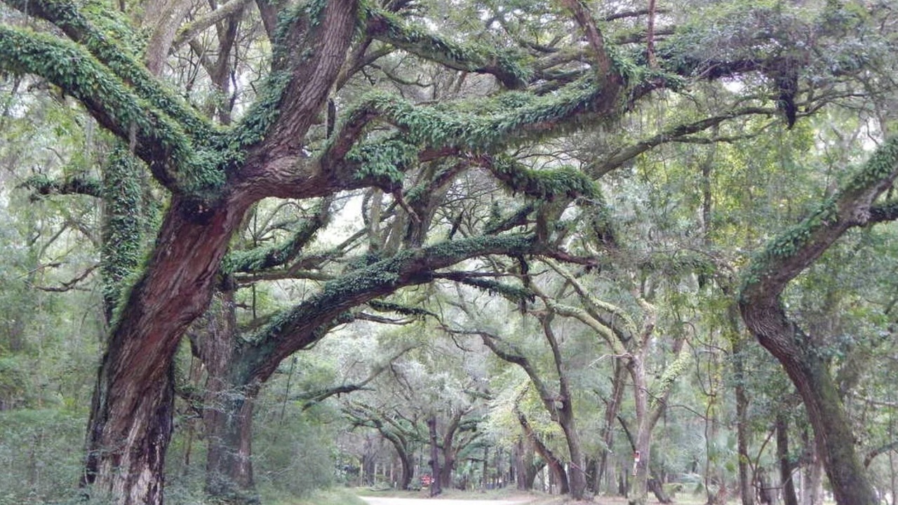Photo of Outdoor in Edisto Island