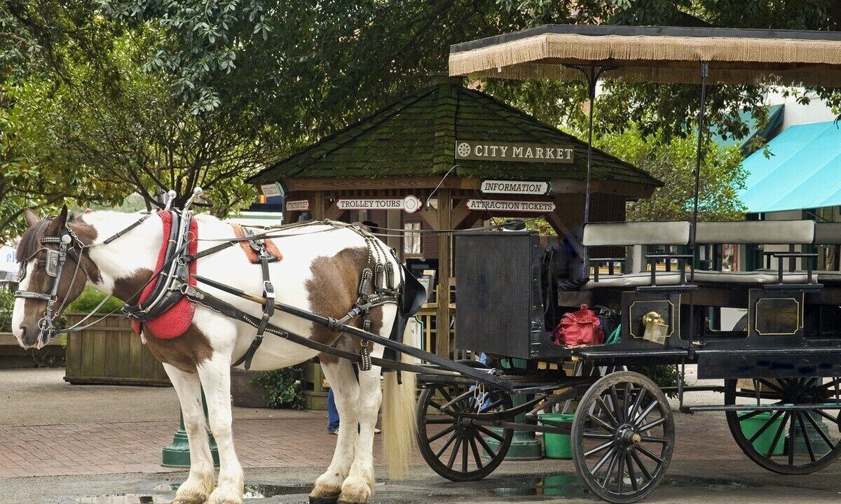 Photo of Others in Savannah