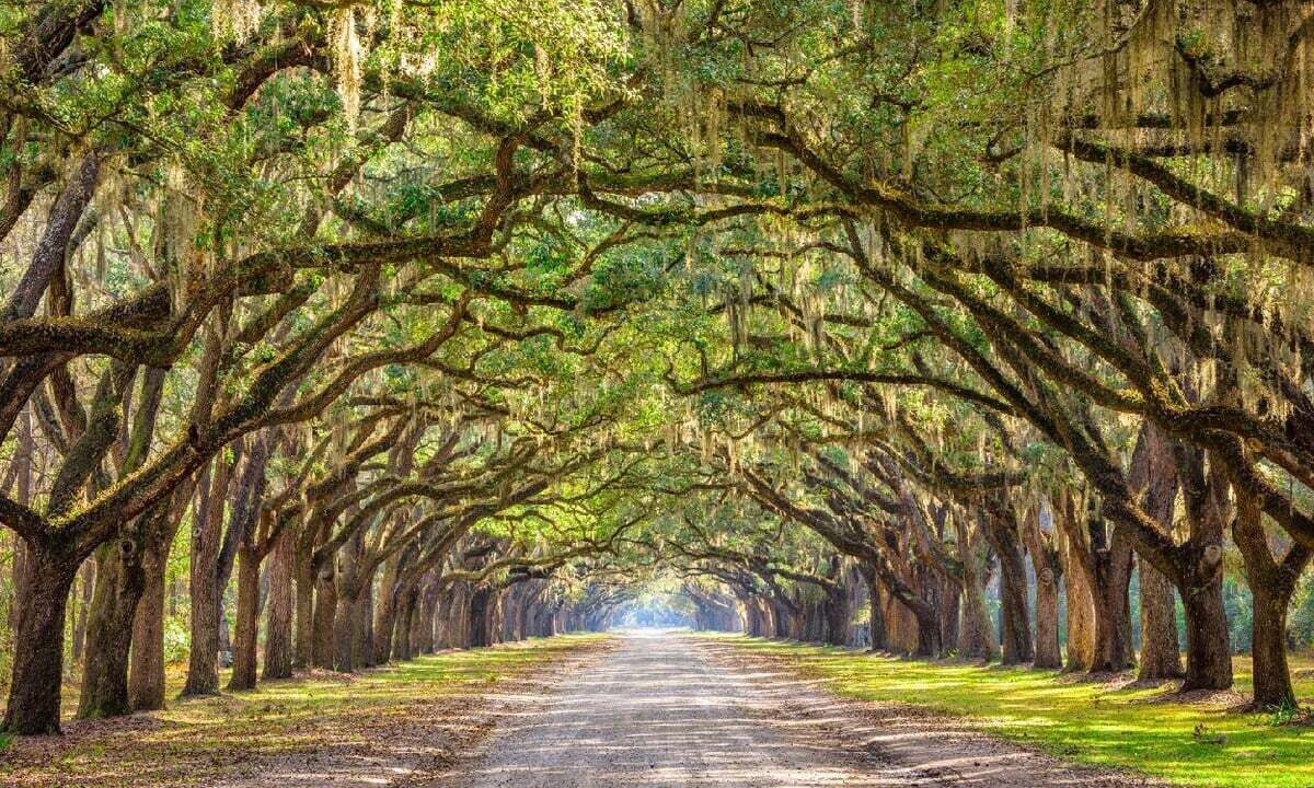 Photo of Others in Savannah