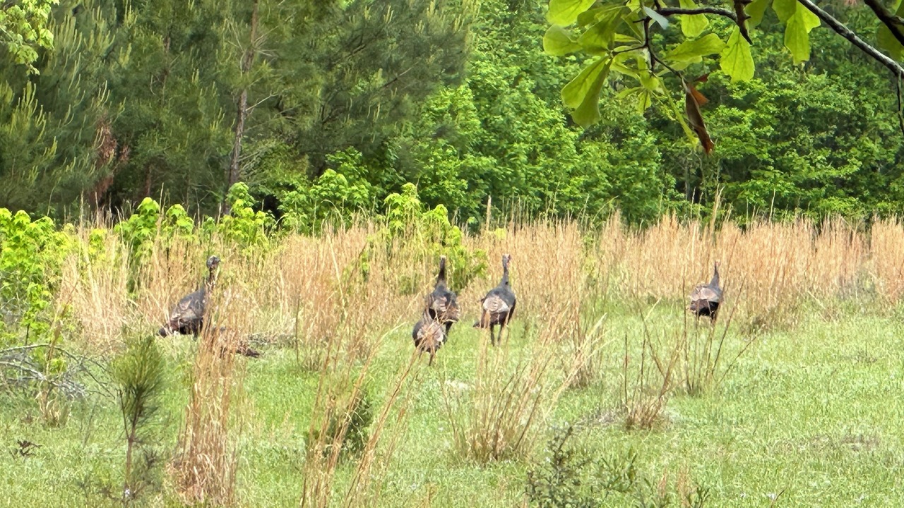 Photo of Outdoor in Ruffin