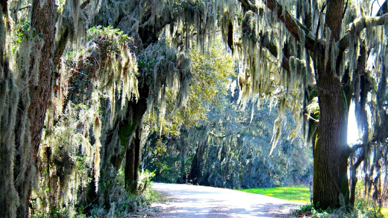 Photo of Outdoor in Savannah