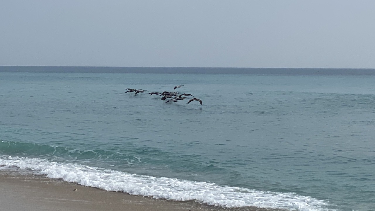 Photo of Others in Melbourne Beach