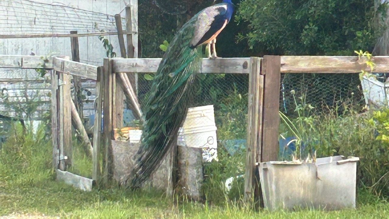 Photo of Outdoor in Land O' Lakes