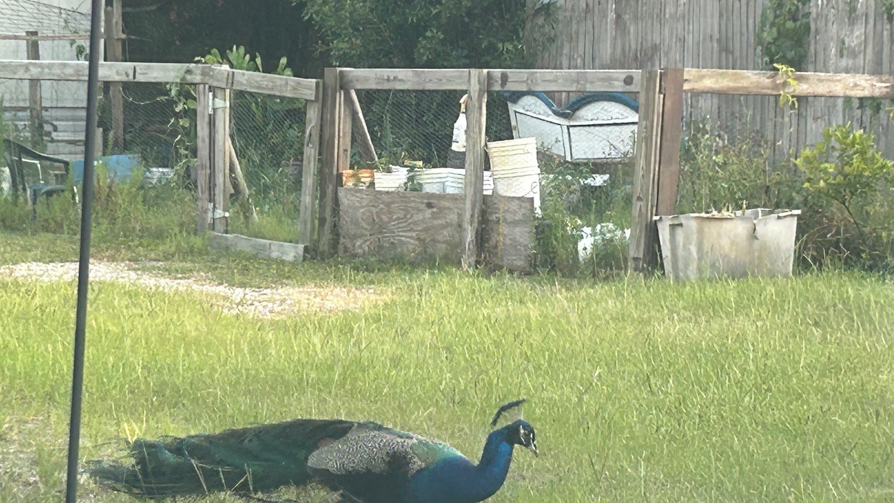 Photo of Outdoor in Land O' Lakes