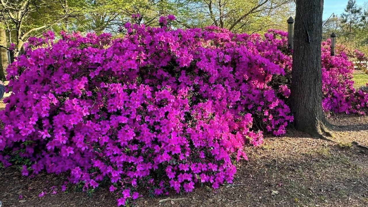 Photo of Outdoor in Beech Island