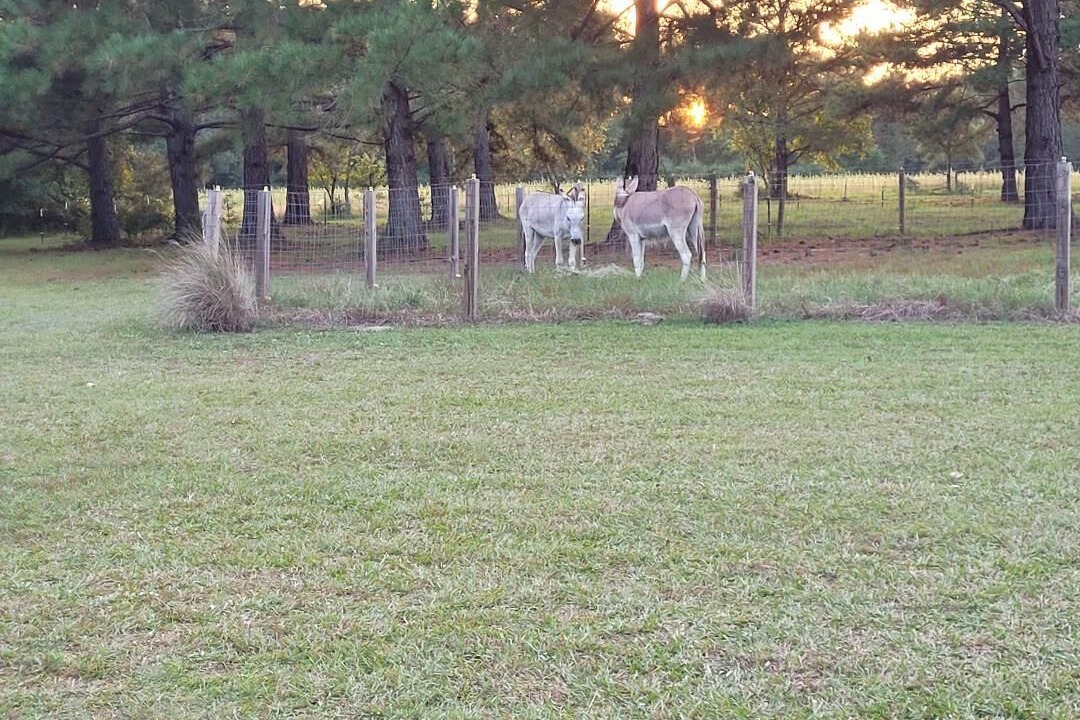 Photo of Outdoor in Loris
