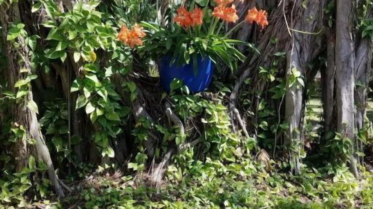 Photo of Outdoor in Fort Pierce