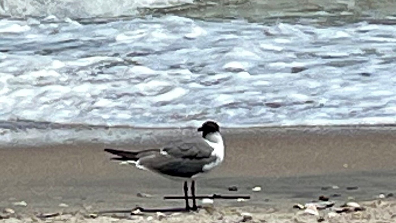 Photo of Others in Edisto Island