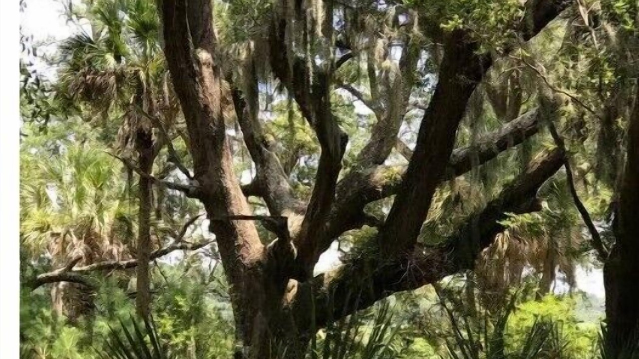 Photo of Outdoor in Palmetto Dunes