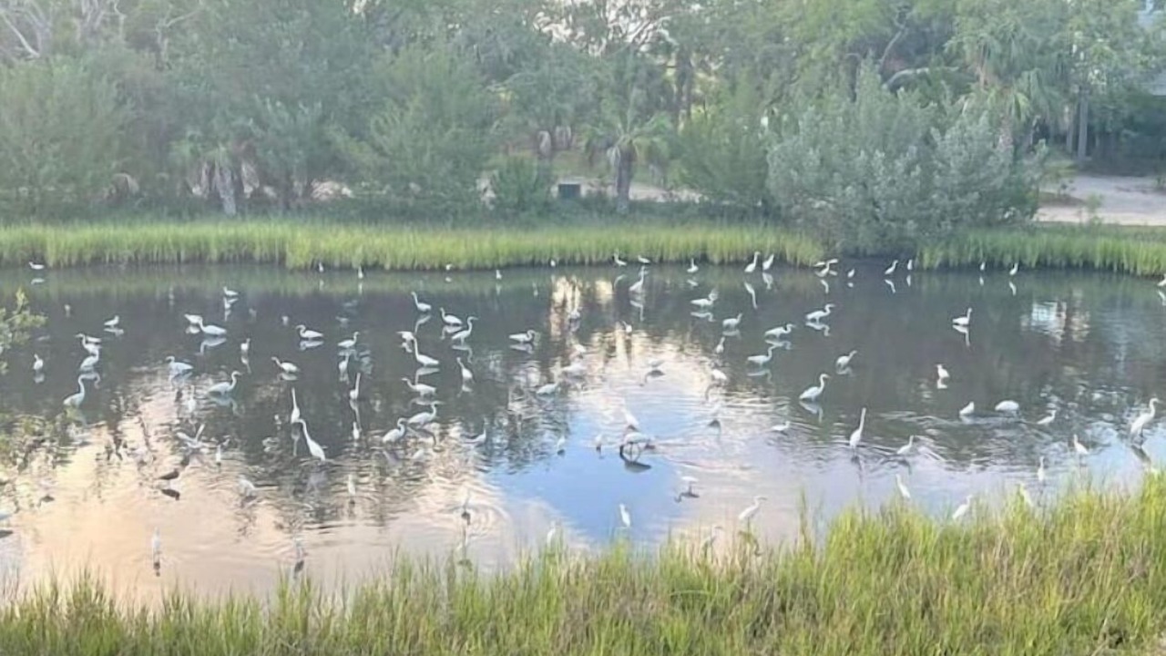 Photo of Outdoor in Edisto Island