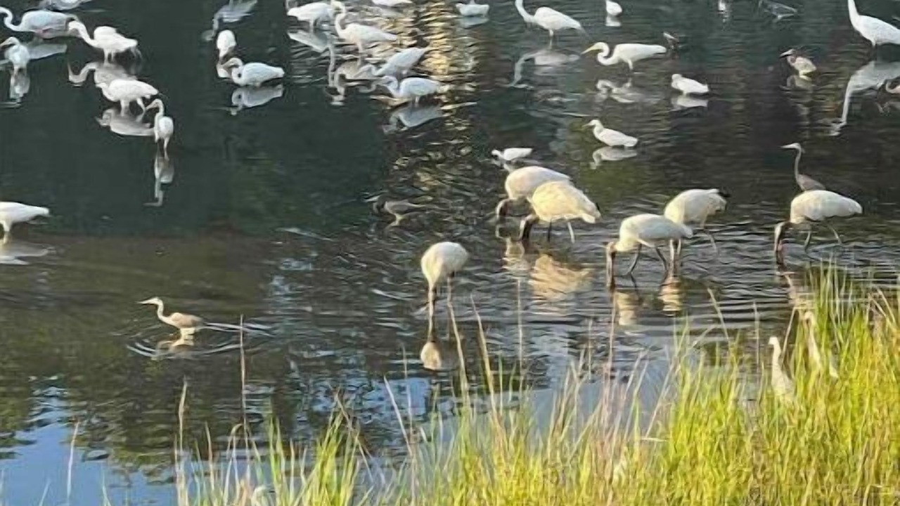 Photo of Others in Edisto Island