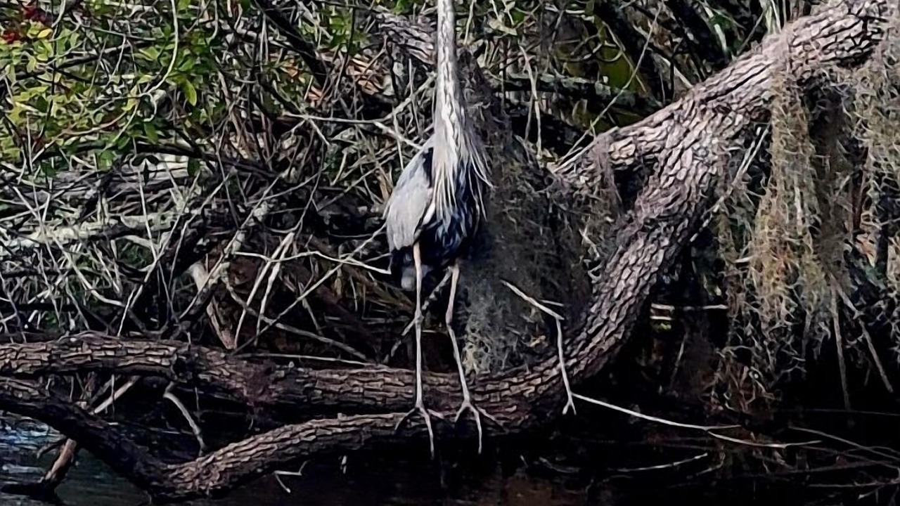 Photo of Others in Sebastian Highlands