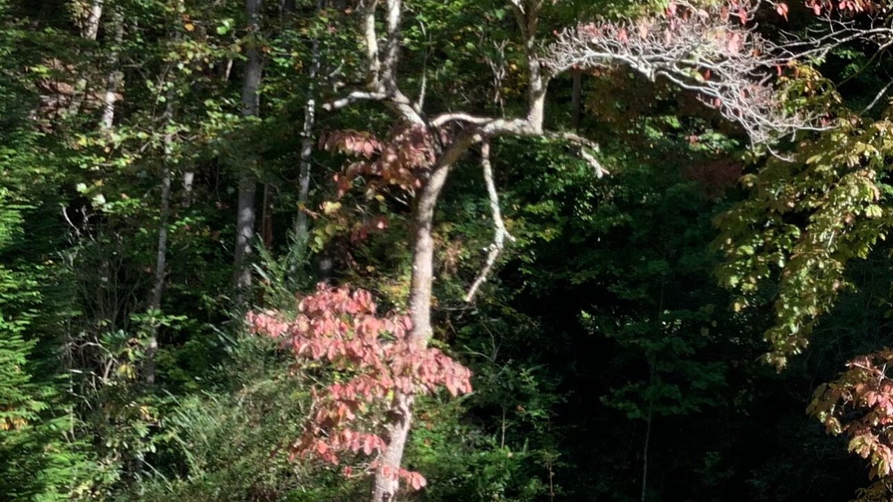 Photo of Outdoor in Pisgah Forest