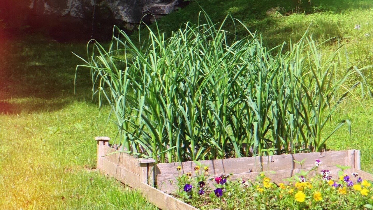 Photo of Outdoor in Pisgah Forest