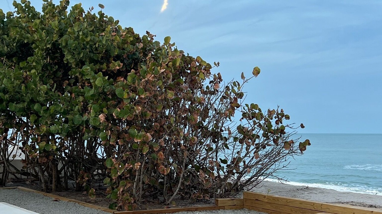 Photo of Outdoor in Floridana Beach