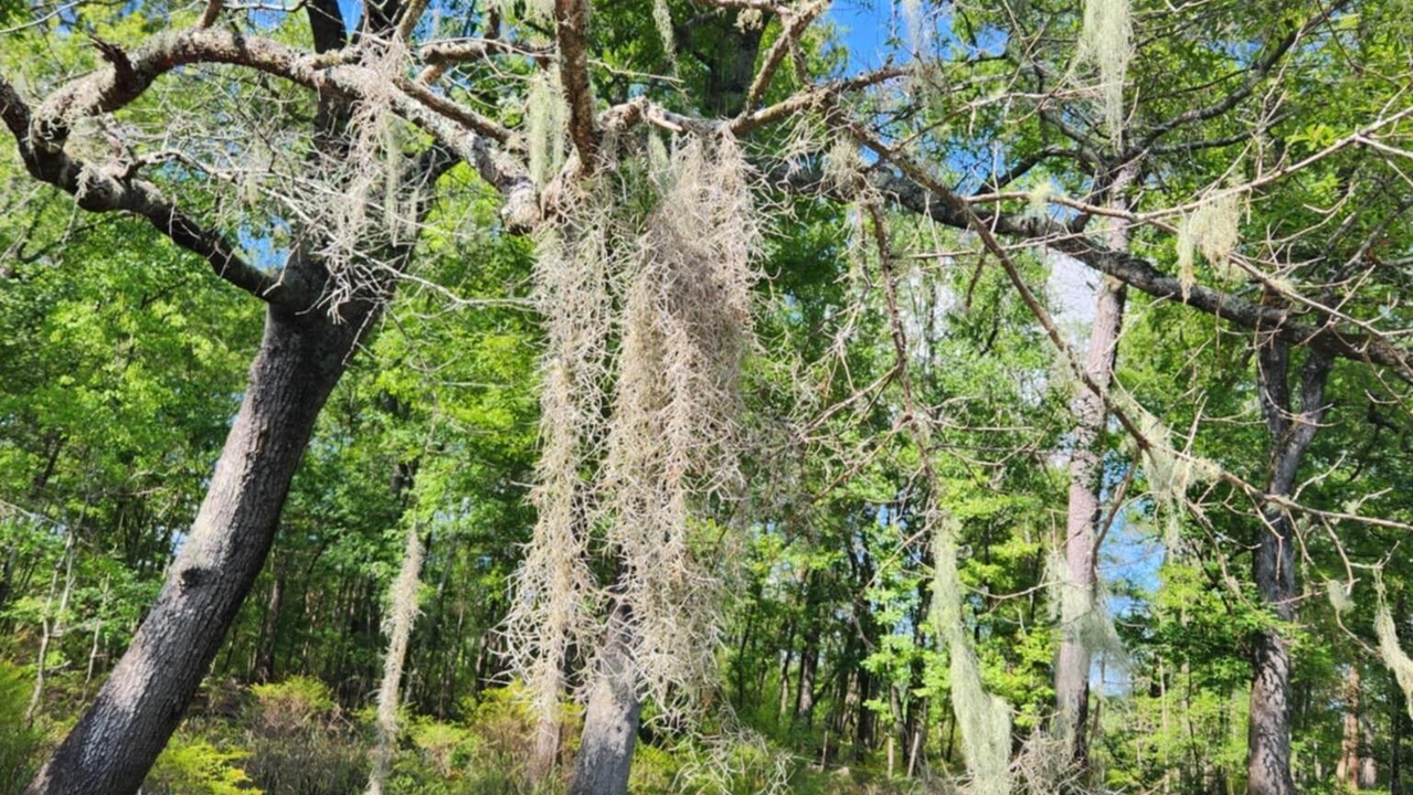 Photo of Others in Colleton County