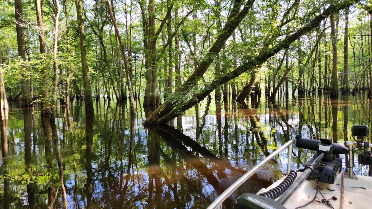 Photo of Others in Colleton County