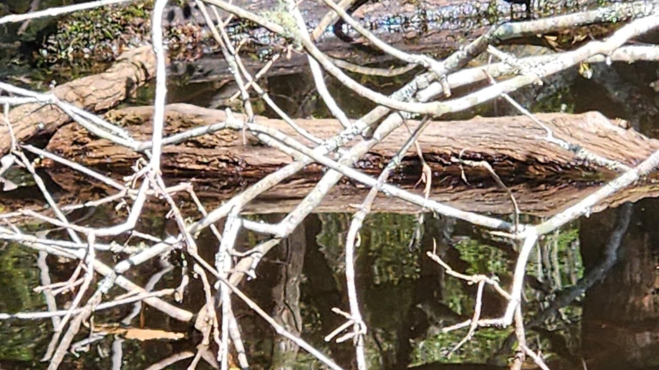 Photo of Others in Colleton County