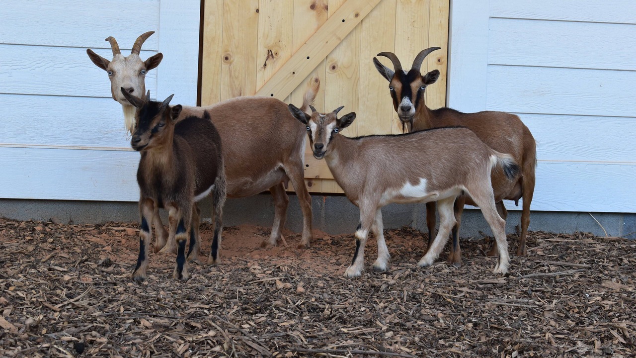 Photo of Others in Seneca