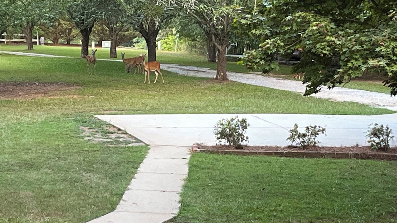 Photo of Outdoor in Townville