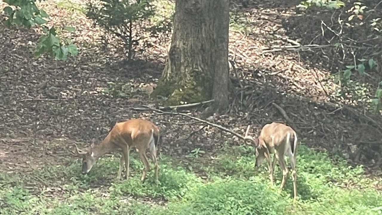 Photo of Others in Braselton