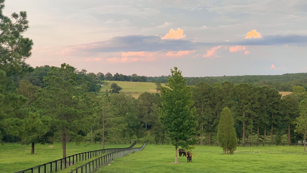 Photo of Others in Aiken