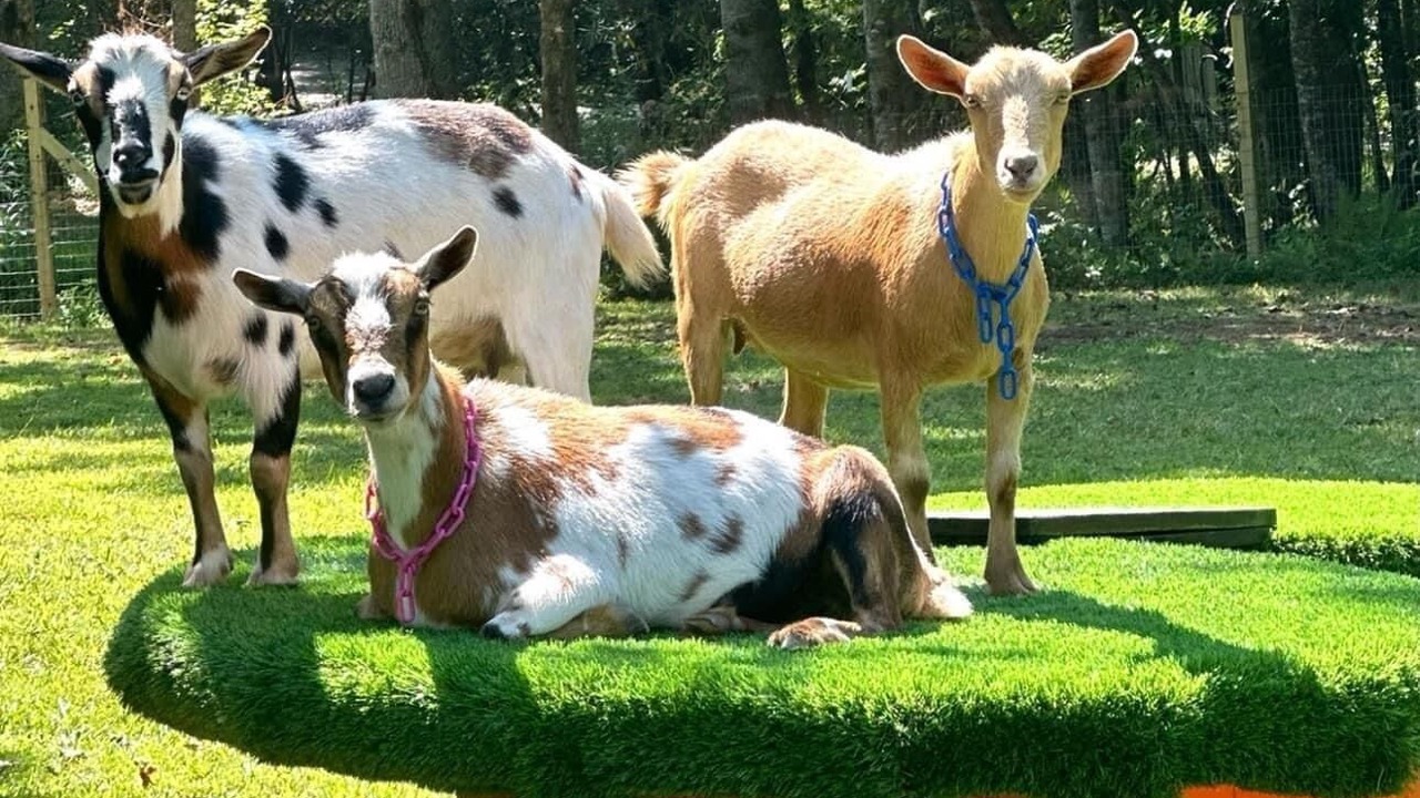 Photo of Others in Hayesville