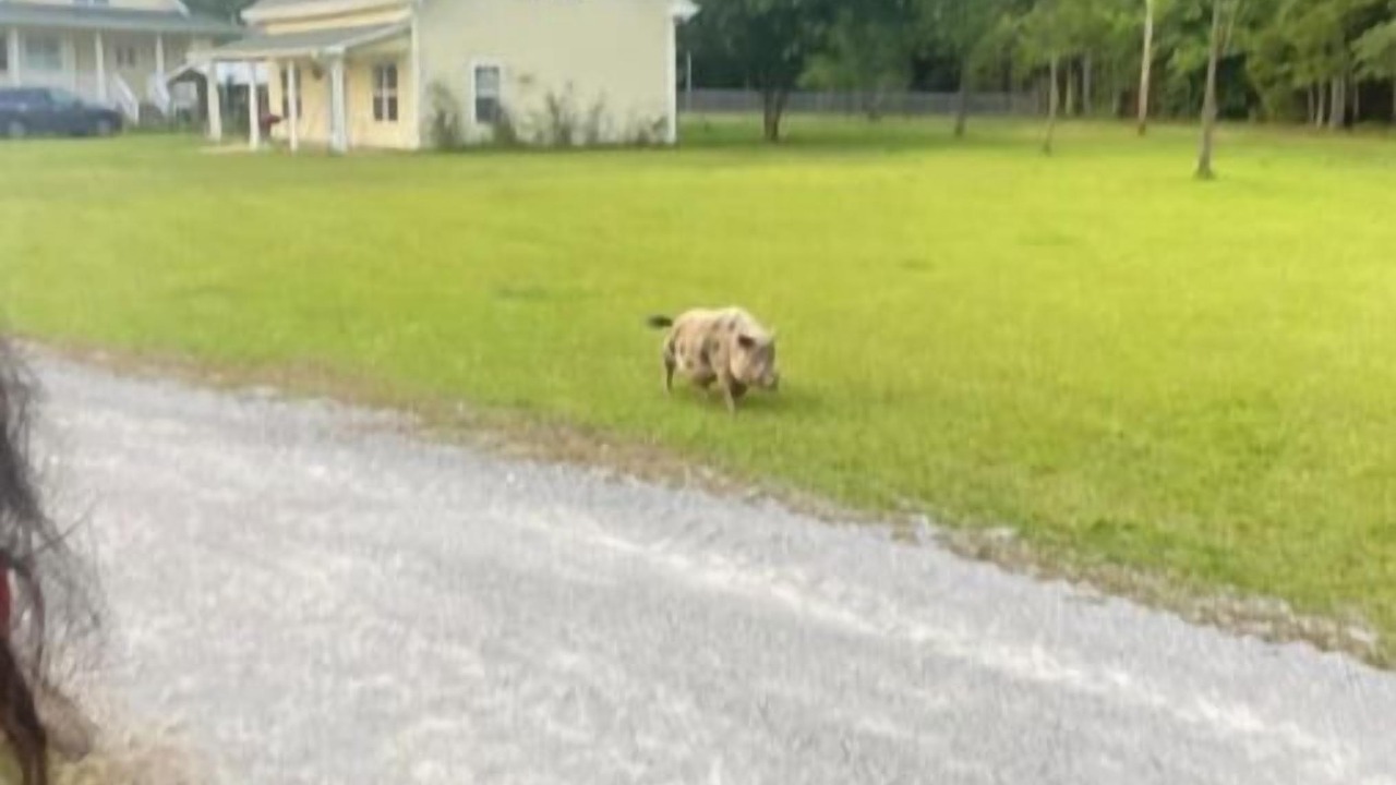Photo of Outdoor in Williamsburg County