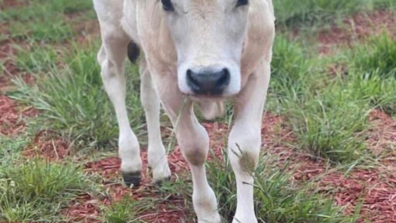 Photo of Others in Williamsburg County