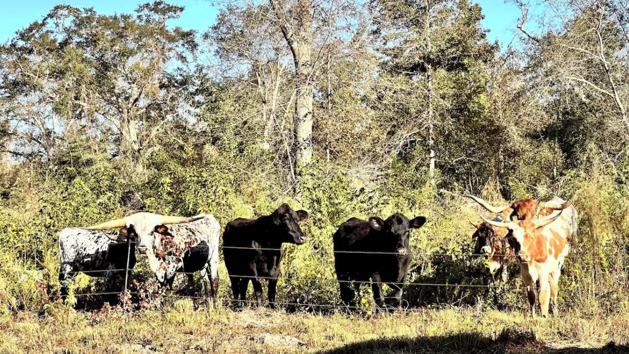 Photo of Others in Gracewood