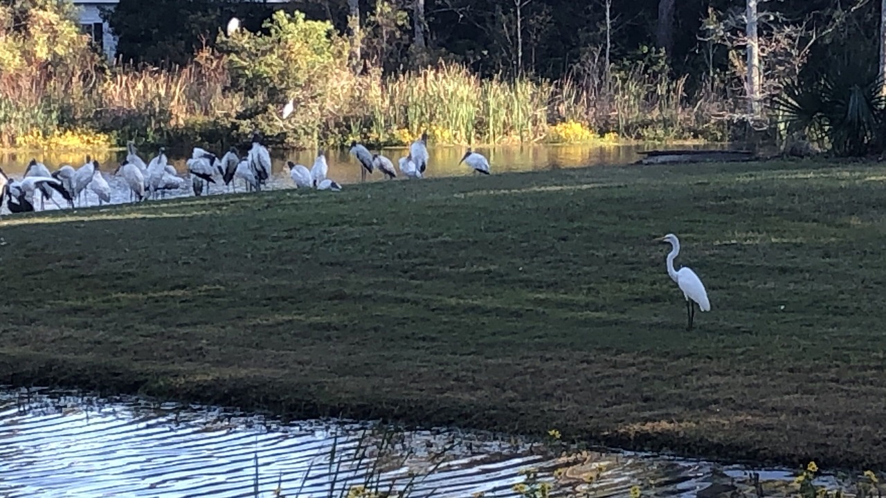 Photo of Others in Pawleys Island