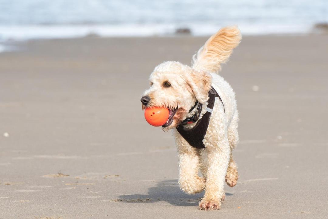 Photo of Others in Hilton Head Island