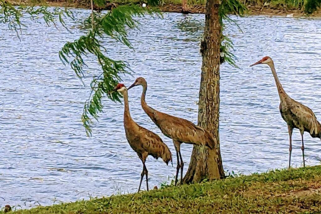 Photo of Others in Port Saint Lucie