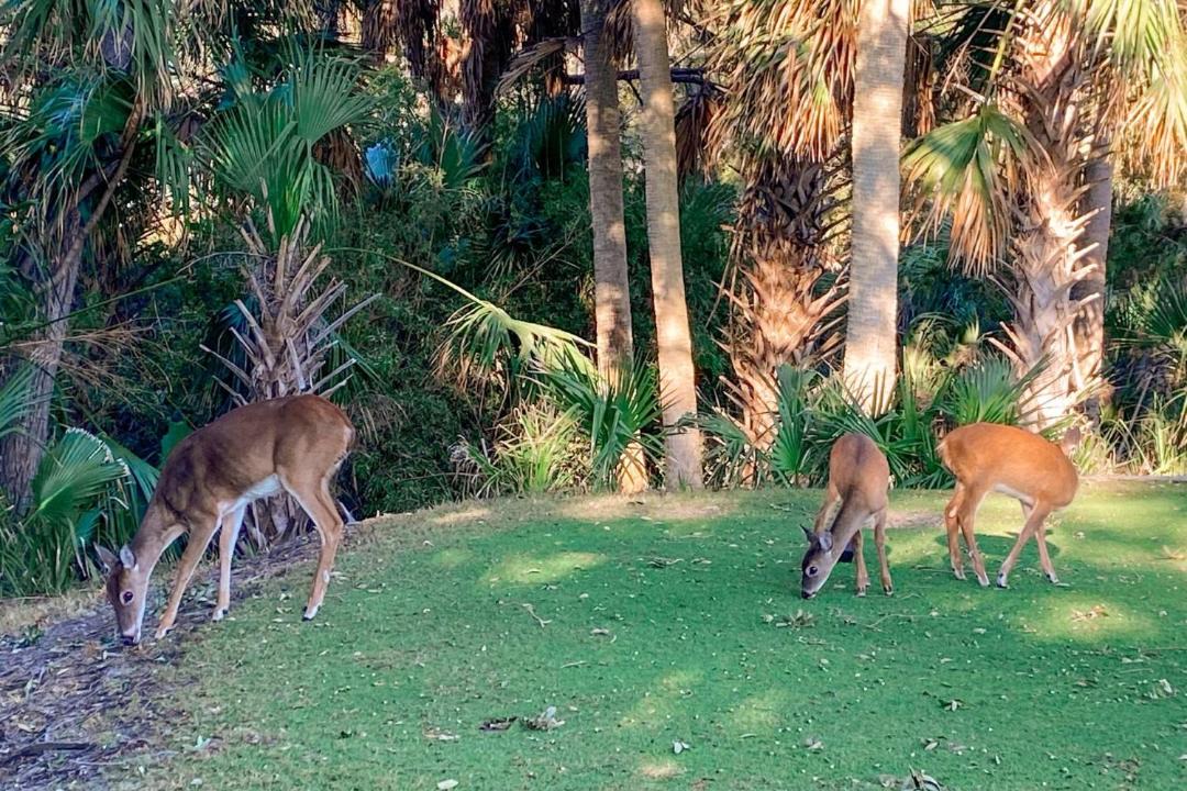 Photo of Others in Saint Helena Island