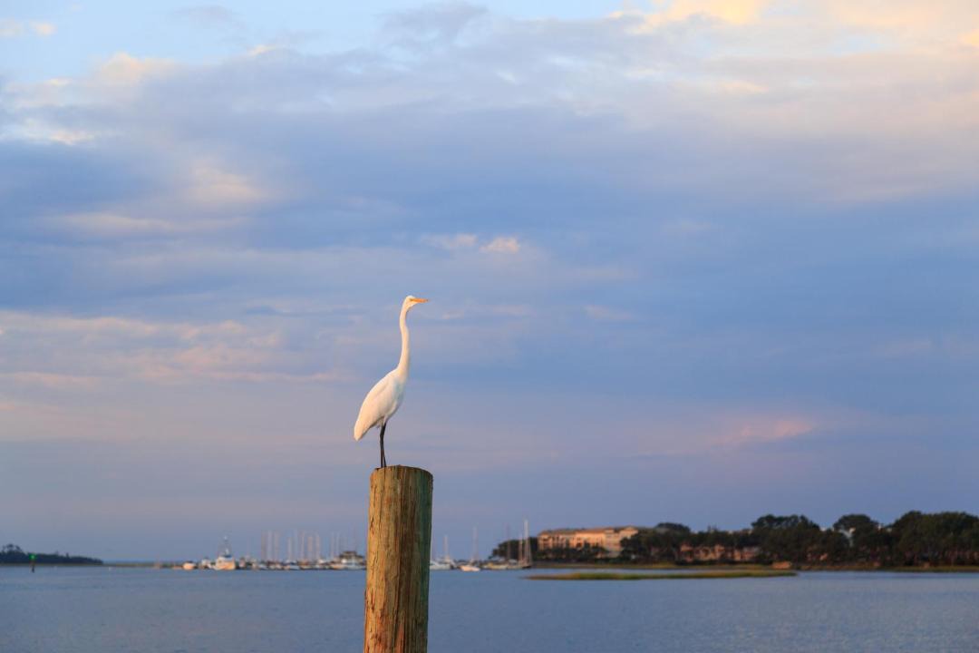 Photo of Others in Palmetto Dunes